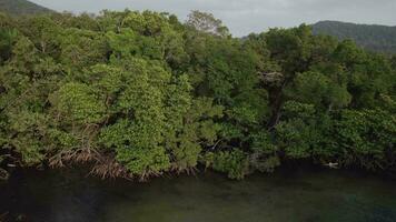 mangrove tak majestät från ovan video