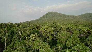 Antenne Wald Überdachung mit Berg Hintergrund video