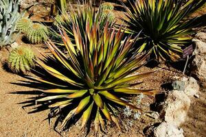 Agave palona with needle sharp leaves, photo