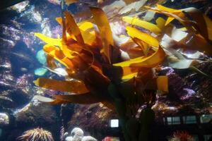 Bull kelp fronds swaying underwater photo