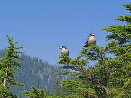 Gray Jay Perisoreus canadensis photo