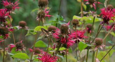 Sphinx moth Vermont photo