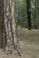 Ponderosa pine  forest along the Metolius River photo
