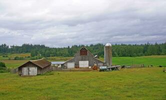 Old barn and cattle on farm photo