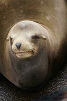 Solitary California sea lion resting photo