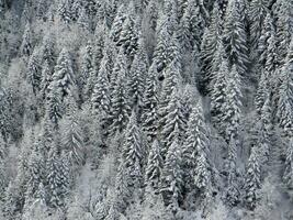 White conifer forest, on hillside photo