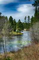 Headwaters of the Metolius River photo