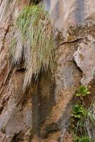 Grass and lichen cling to cliff face photo