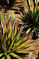 agave palona con aguja agudo hojas, foto