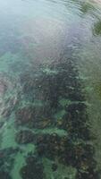 Vertical Aerial Footage of the Seabed at the Beach, Revealing Abundant Black Coral and Gentle Waves video