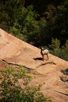 Rocky Mountain sheep photo