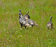 Wild turkeys in prairie grasses photo