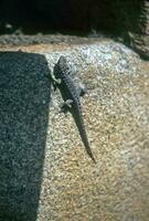 Lizard on ancient Inca stone wall photo