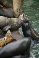 California sea lion barking to claim territory photo