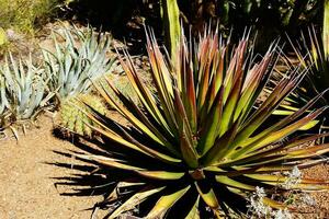 Agave palona with needle sharp leaves, photo