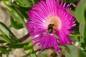 Bumblebee collecting pollen from ice plant photo