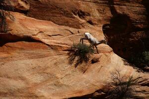 Rocky Mountain sheep   Ovis canadensis climbing photo