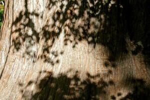 Details, old growth Western Red Cedars photo