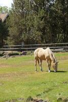 Tan palomino horse grazing photo