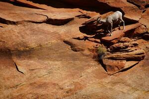 Rocky Mountain sheep    Ovis canadensis  climbing photo