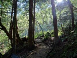 Silhouettes of conifers with forest in background photo