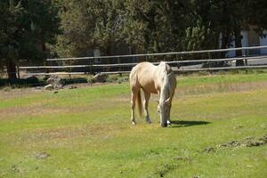 Tan palomino horse grazing photo