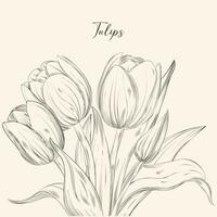 Hand drawn set of tulips branches. Flower isolated on white background. Vintage vector illustration.