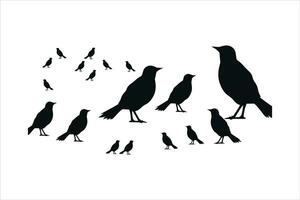 crow sitting vector silhouette isolated  VectorPrint