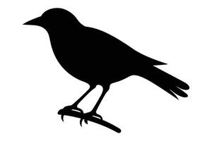 crow sitting vector silhouette isolated  VectorPrint