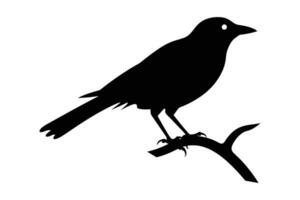 crow sitting vector silhouette isolated  VectorPrint