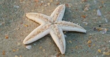 stella marina mossa loro tentacoli su il sabbioso riva di il mare spiaggia video