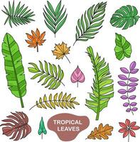 doodle illustrations tropical leaves colorful vector