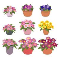 Flowerpots with Violets and Primroses. Isometric home plants. Vector illustration.
