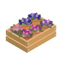 Violet in a decorative box. Isometric home plants. Vector illustration.