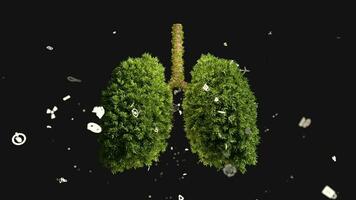 Healthy breathing regularly trees are growing, The tree grows in the form of a human lung, Looping video