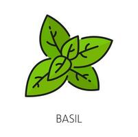 Great basil kitchen herb isolated green leaves vector