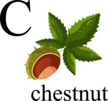 Illustration of the letter C in the plant alphabet. Chestnut. vector