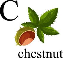 Illustration of the letter C in the plant alphabet. Chestnut. vector