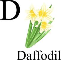 Illustration of the letter D in the plant alphabet. Daffodil. vector