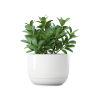 ai généré plante pot sur transparent Contexte png image