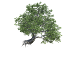 European beech tree high transparent image png