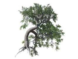 Japanese maple high transparent image png