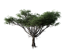 acacia arbre transparent image png