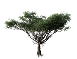 Akazie Baum transparent Bild png