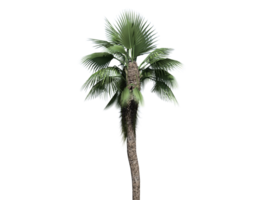 Chinese fan palm high transparent image png