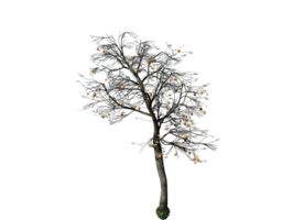 Unique dead tree high quality transparent image png