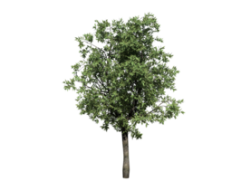 Orange tree high transparent image png