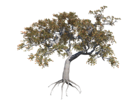 Japanese maple high transparent image png