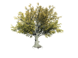 américain hêtre arbre haute qualité image transparent png