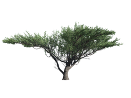 africano baobab albero alto trasparente Immagine png